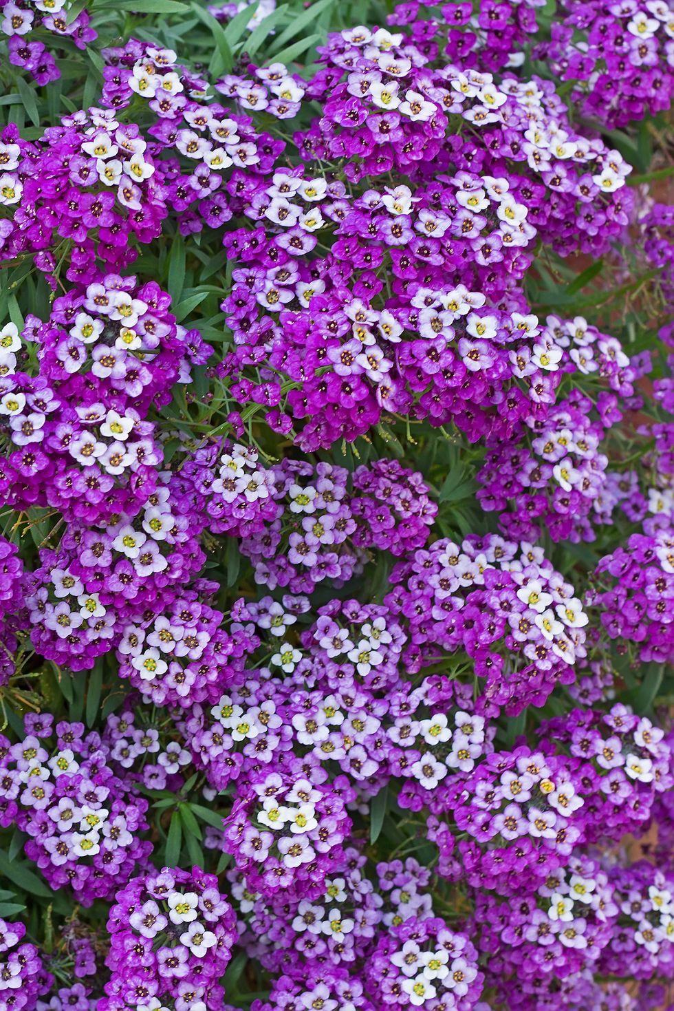 13 loại hoa xứng đáng mọc trong khu vườn nhà bạn trong mùa thu này   - Ảnh 10.