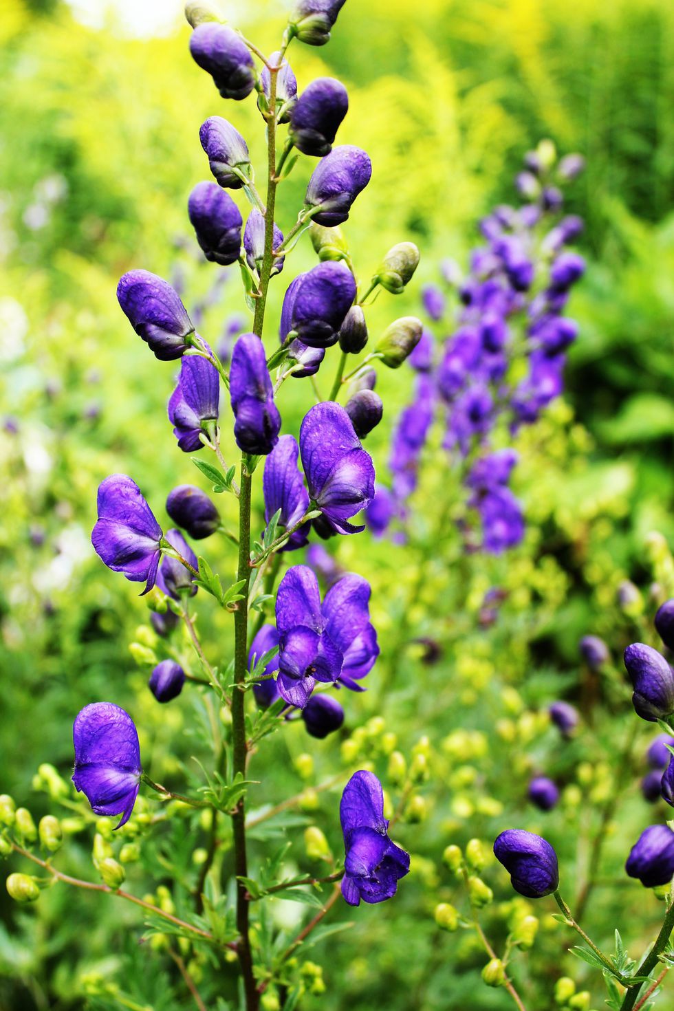 13 loại hoa xứng đáng mọc trong khu vườn nhà bạn trong mùa thu này   - Ảnh 13.