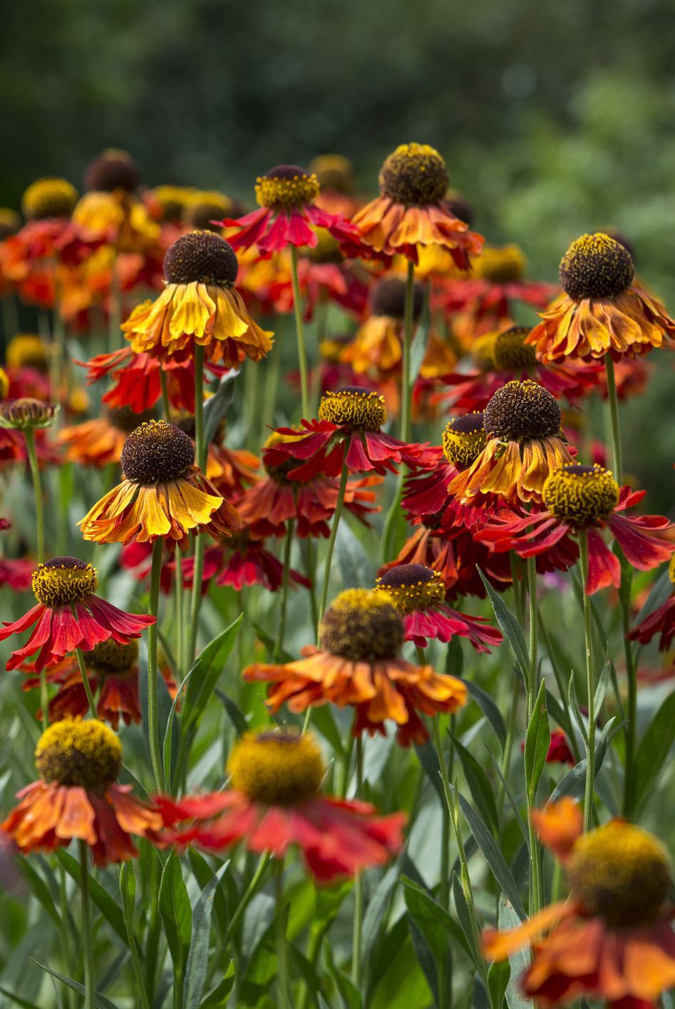 13 loại hoa xứng đáng mọc trong khu vườn nhà bạn trong mùa thu này   - Ảnh 4.