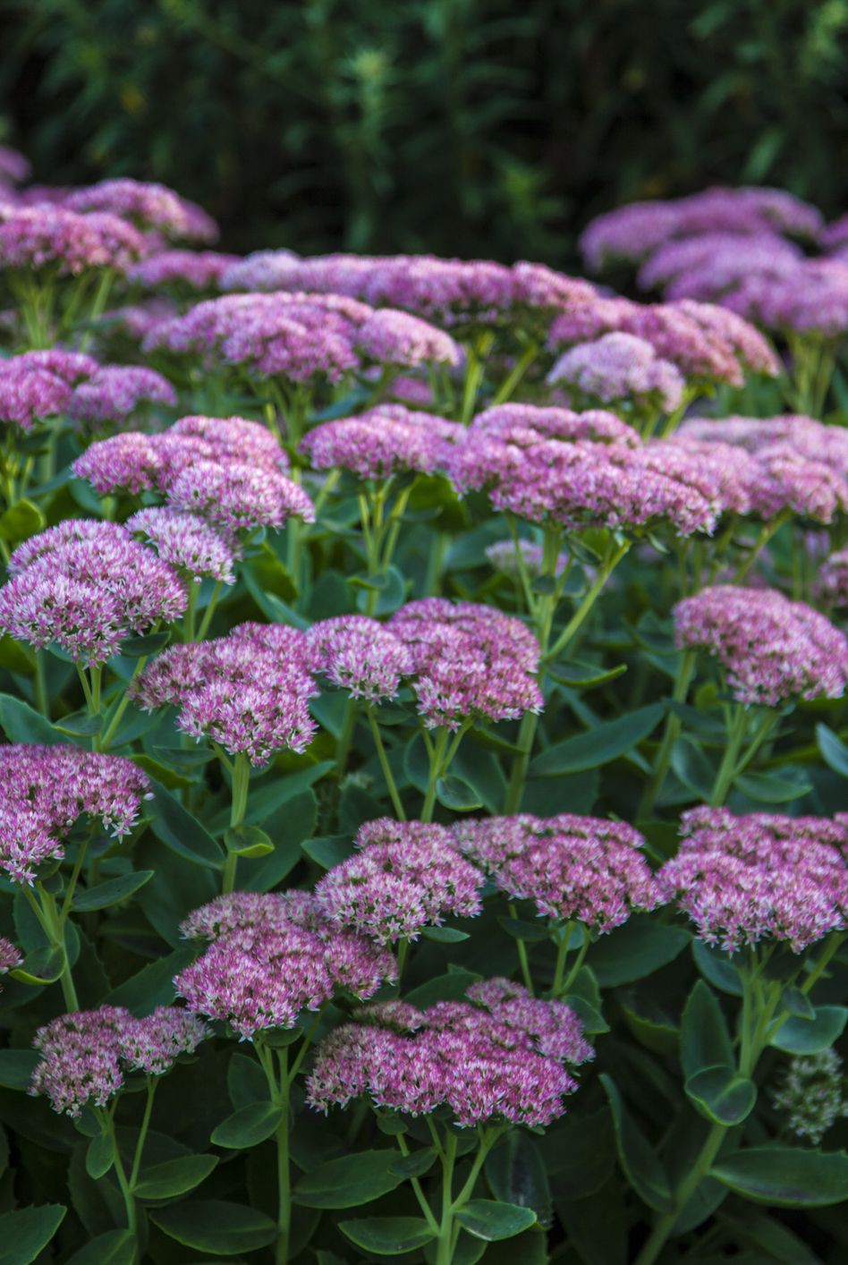 13 loại hoa xứng đáng mọc trong khu vườn nhà bạn trong mùa thu này   - Ảnh 8.