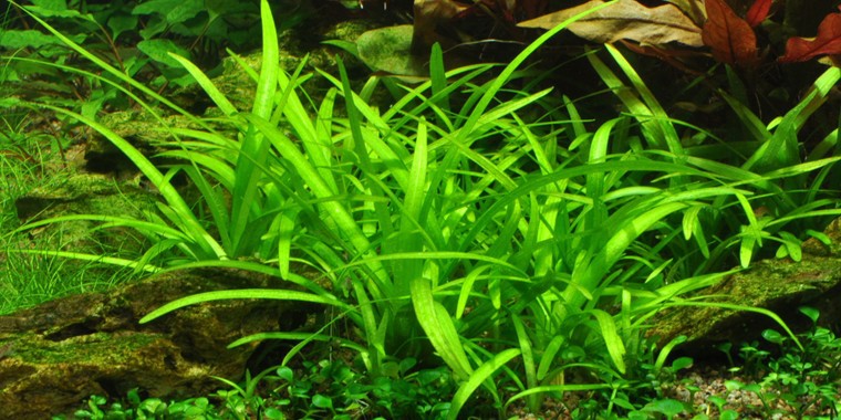 5 mẹo hay giúp bạn có được một bể cá Aquarium đẹp hút hồn - Ảnh 3.