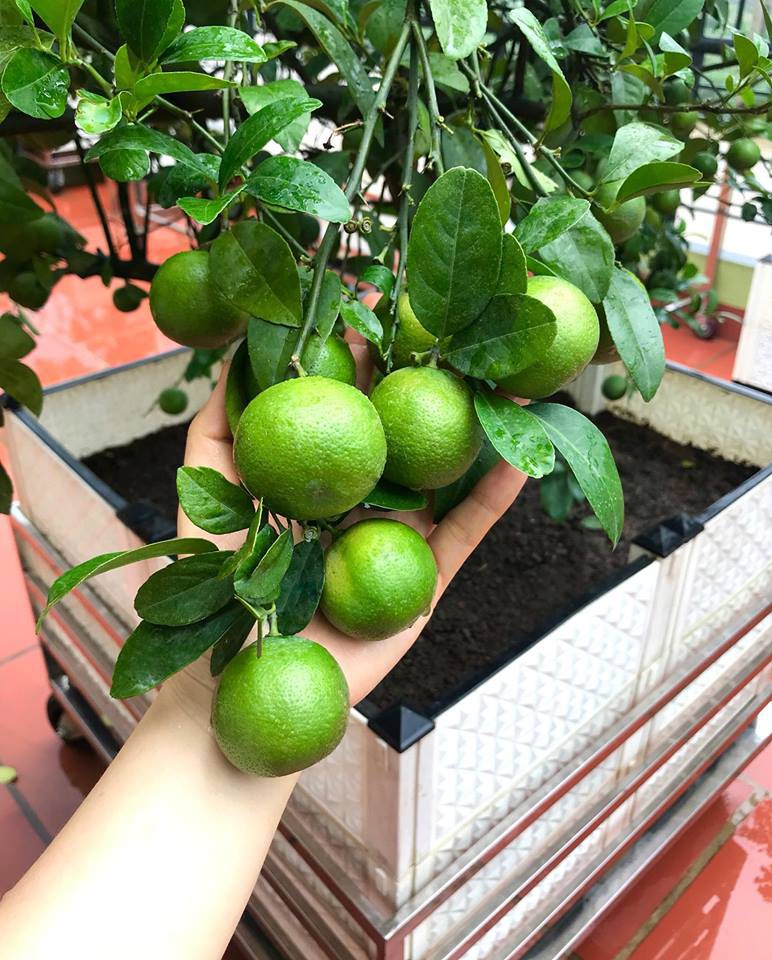 Hướng dẫn c&aacute;ch trồng c&acirc;y chanh: Vừa l&agrave;m đẹp nh&agrave; vừa l&agrave; vị thuốc qu&yacute; kh&ocirc;ng  thể thiếu