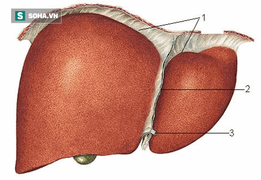 BS khuyên: Đừng dùng thuốc bổ, chỉ cần làm mấy việc này là gan luôn khỏe mạnh và ít bệnh - Ảnh 2.