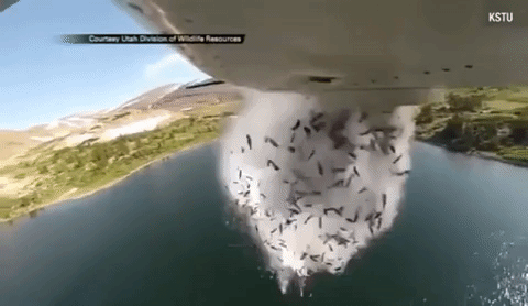 Nguyên nhân nào đứng sau video máy bay thả bom cá xuống hồ nước khiến cộng đồng mạng sửng sốt? - Ảnh 2.