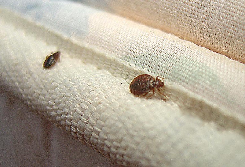 Top 4 loại bẫy diệt bọ rệp, côn trùng đáng ghét ẩn nấp trên giường nệm