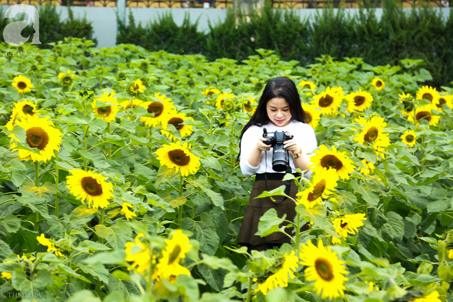 Những ngày mùa đông này, đã có khu vườn ngàn mặt trời nhỏ ở Hà Nội cho chị em chụp ảnh làm vui - Ảnh 9.