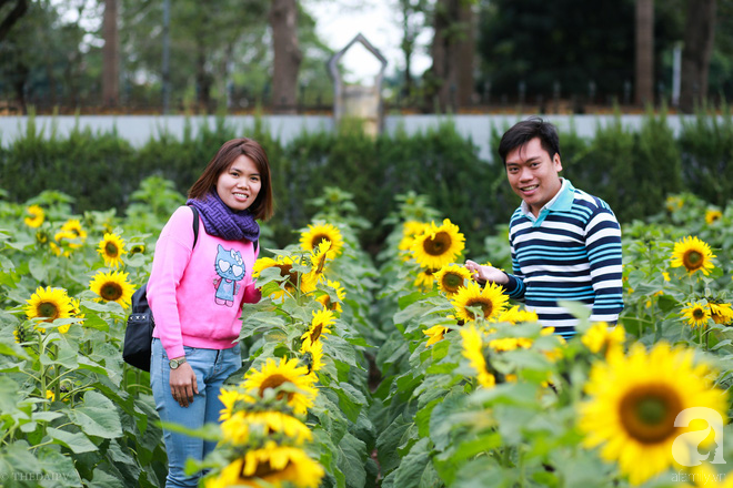 Những ngày mùa đông này, đã có khu vườn ngàn mặt trời nhỏ ở Hà Nội cho chị em chụp ảnh làm vui - Ảnh 7.