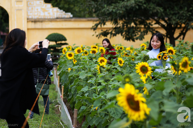 Những ngày mùa đông này, đã có khu vườn ngàn mặt trời nhỏ ở Hà Nội cho chị em chụp ảnh làm vui - Ảnh 4.
