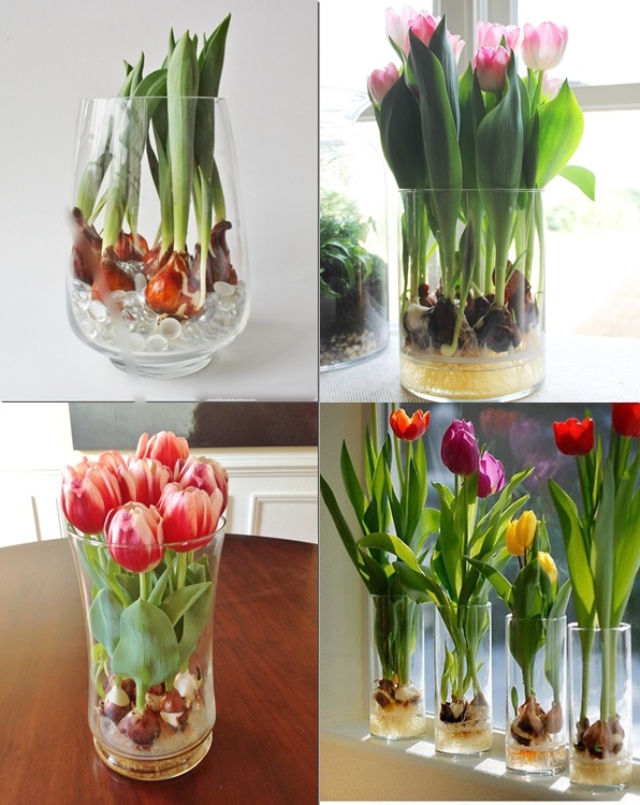 Sở hữu một bình hoa Tulip cực đẹp vào dịp Tết bằng cách trồng từ ...