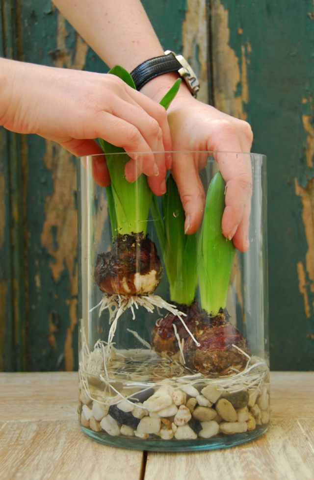 Sở hữu một bình hoa Tulip cực đẹp vào dịp Tết bằng cách trồng từ nước đơn giản như này - Ảnh 7.