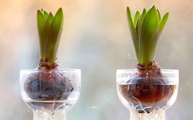 Sở hữu một bình hoa Tulip cực đẹp vào dịp Tết bằng cách trồng từ nước đơn giản như này - Ảnh 8.