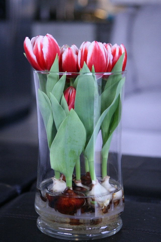 Sở hữu một bình hoa Tulip cực đẹp vào dịp Tết bằng cách trồng từ nước đơn giản như này - Ảnh 9.