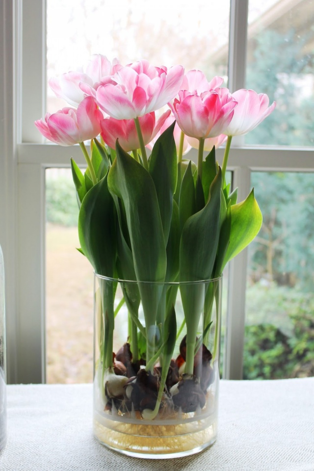 Sở hữu một bình hoa Tulip cực đẹp vào dịp Tết bằng cách trồng từ nước đơn giản như này - Ảnh 11.
