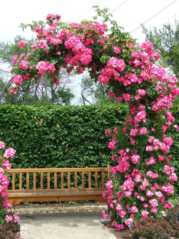 Những khu vườn trở nên lãng mạn và ngọt ngào nhờ cổng vòm rực rỡ sắc hoa - Ảnh 6.