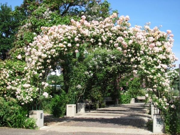 Những khu vườn trở nên lãng mạn và ngọt ngào nhờ cổng vòm rực rỡ sắc hoa - Ảnh 7.