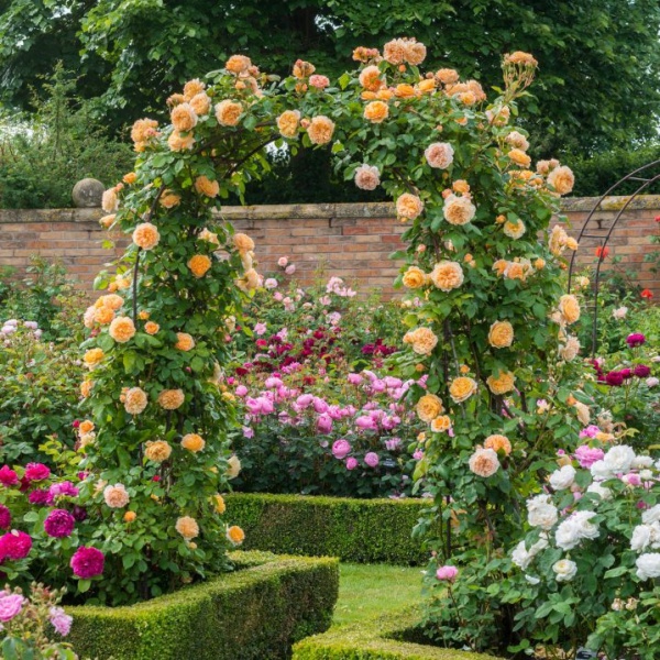 Những khu vườn trở nên lãng mạn và ngọt ngào nhờ cổng vòm rực rỡ sắc hoa - Ảnh 8.