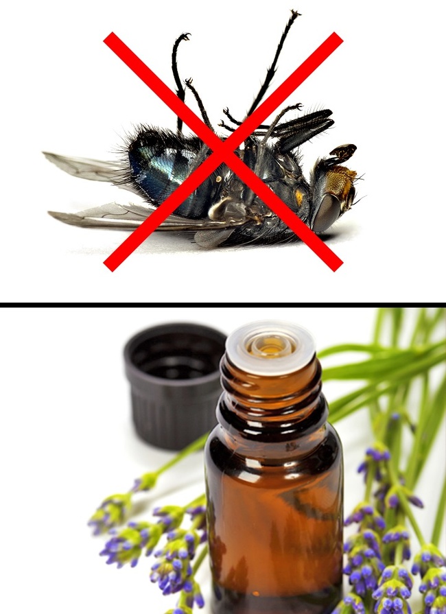 Những cách tuyệt hay “đánh bay” côn trùng khỏi ngôi nhà của bạn - Ảnh 3.