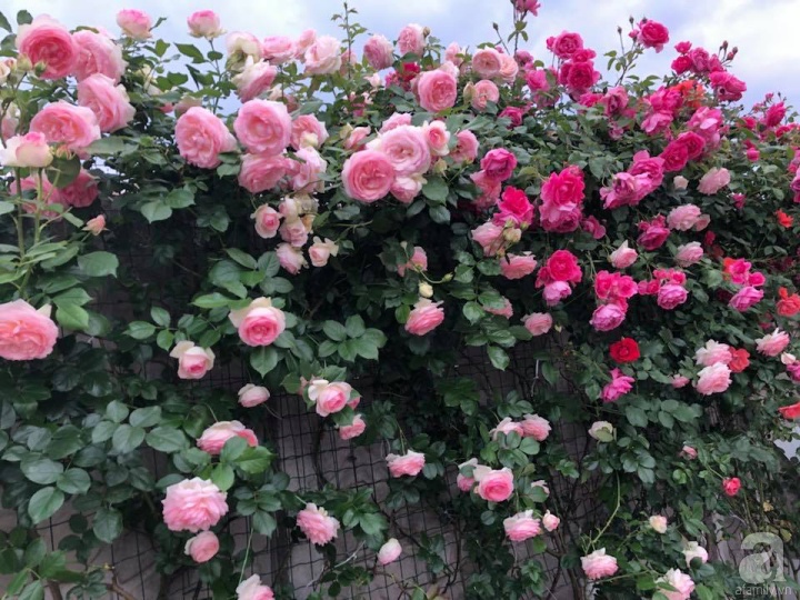 Khu vườn hoa hồng rộng 500m² với hàng trăm gốc hồng đẹp rực rỡ của ...
