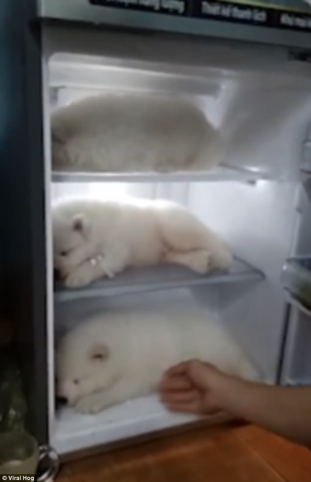Clip thanh niên Việt Nam cho 3 chú chó con vào tủ lạnh tránh nóng lên báo nước ngoài - Ảnh 1.