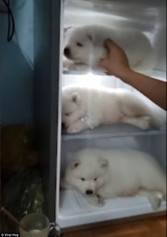 Clip thanh niên Việt Nam cho 3 chú chó con vào tủ lạnh tránh nóng lên báo nước ngoài - Ảnh 2.