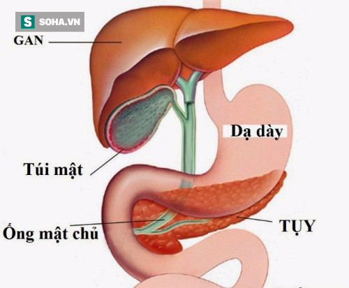 Gan mật - anh em song sinh trong lục phủ ngũ tạng: 4 điều cần biết để chăm sóc đúng - Ảnh 1.