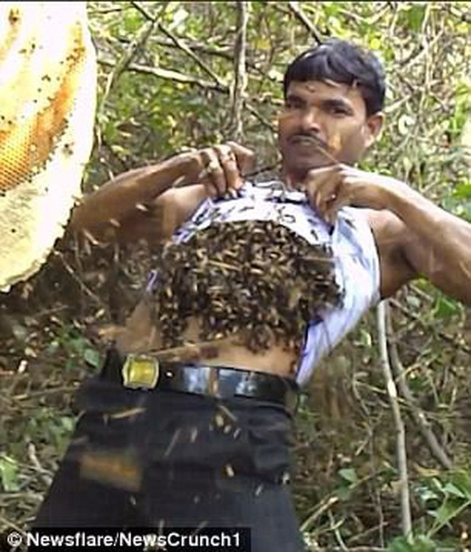 Người đàn ông bốc hàng trăm con ong nhét vào trong áo để thu mật, tự tin tuyên bố miễn nhiễm với nọc ong - Ảnh 3.