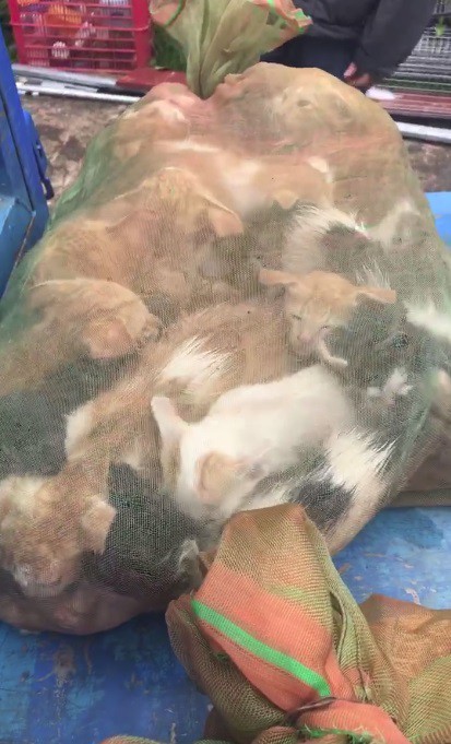 Người phụ nữ chi gần 20 triệu đồng cứu 130 chú mèo ra khỏi lò mổ ở Sài Gòn - Ảnh 3.