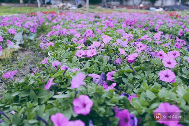 Chùm ảnh: Cánh đồng hoa lớn nhất Sài Gòn bắt đầu chớm nụ chào Tết, chủ vườn phải thuê cả chục người trông - Ảnh 12.