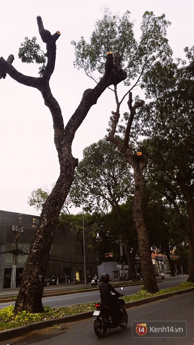 Chùm ảnh: Người Sài Gòn đặt hoa hồng trên gốc những hàng cây xanh bị đốn hạ ở đuờng Tôn Đức Thắng - Ảnh 18.