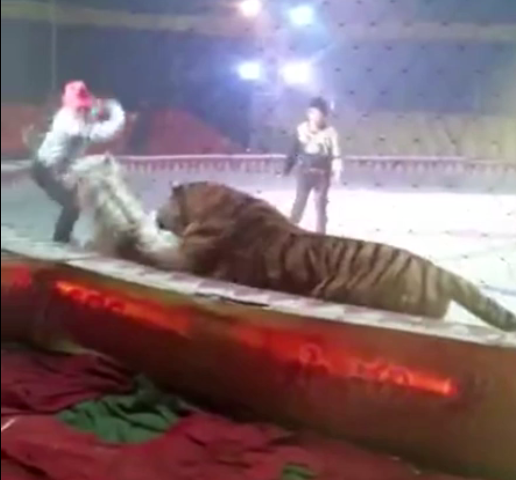 Đang diễn tập bình thường, sư tử và hổ nhảy vào cắn xé con ngựa trong rạp xiếc ngay trước mắt người huấn luyện - Ảnh 3.