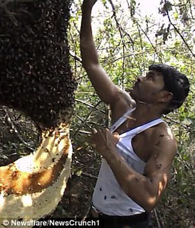 Người đàn ông bốc hàng trăm con ong nhét vào trong áo để thu mật, tự tin tuyên bố miễn nhiễm với nọc ong - Ảnh 4.