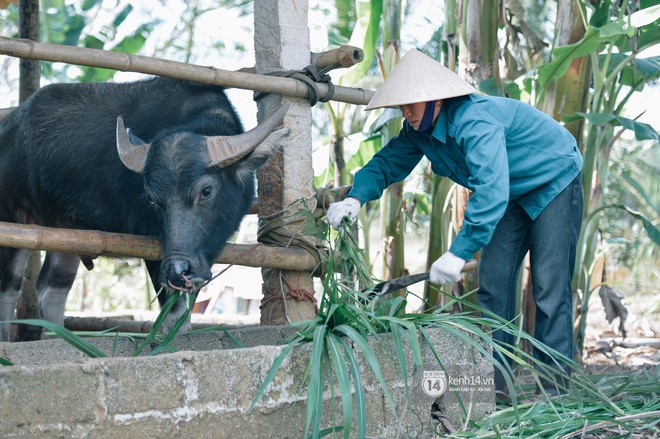 Bố mẹ Bùi Tiến Dũng vẫn vui vẻ cắt mía, cho trâu ăn ở quê nhà: Việt Nam vô địch, chúng tôi sẽ mổ bò để liên hoan! - Ảnh 8.