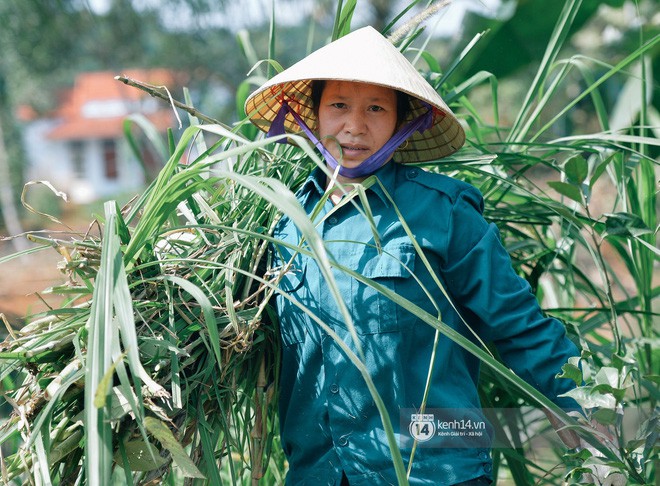 Bố mẹ Bùi Tiến Dũng vẫn vui vẻ cắt mía, cho trâu ăn ở quê nhà: Việt Nam vô địch, chúng tôi sẽ mổ bò để liên hoan! - Ảnh 10.