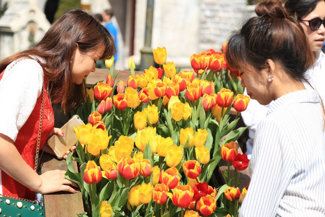 Hơn triệu b&ocirc;ng tulip biến B&agrave; N&agrave; th&agrave;nh &ldquo;xứ sở H&agrave; Lan&rdquo; - Ảnh 1.