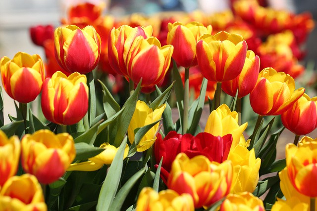 Hơn triệu b&ocirc;ng tulip biến B&agrave; N&agrave; th&agrave;nh &ldquo;xứ sở H&agrave; Lan&rdquo; - Ảnh 2.