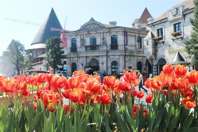 Hơn triệu b&ocirc;ng tulip biến B&agrave; N&agrave; th&agrave;nh &ldquo;xứ sở H&agrave; Lan&rdquo; - Ảnh 4.