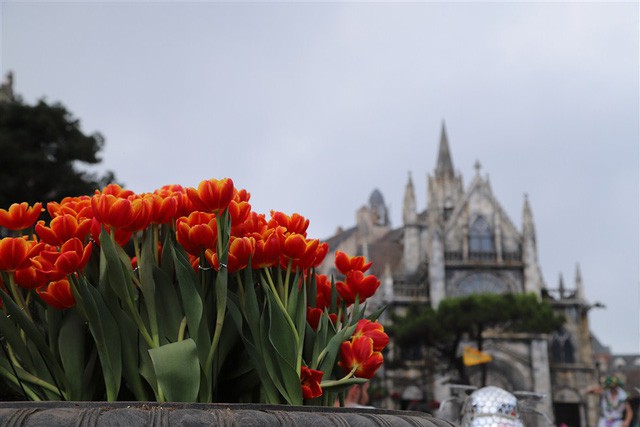 Hơn triệu b&ocirc;ng tulip biến B&agrave; N&agrave; th&agrave;nh &ldquo;xứ sở H&agrave; Lan&rdquo; - Ảnh 5.