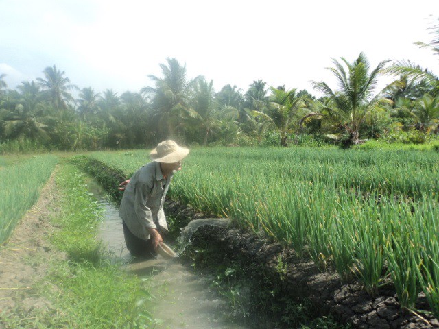 Thảo dược chống táo bón trong vườn nhà người Việt - Ảnh 1.