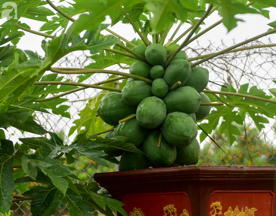 Đu đủ bonsai thế độc chưng Tết giá nghìn đô hút khách chơi  - Ảnh 4.