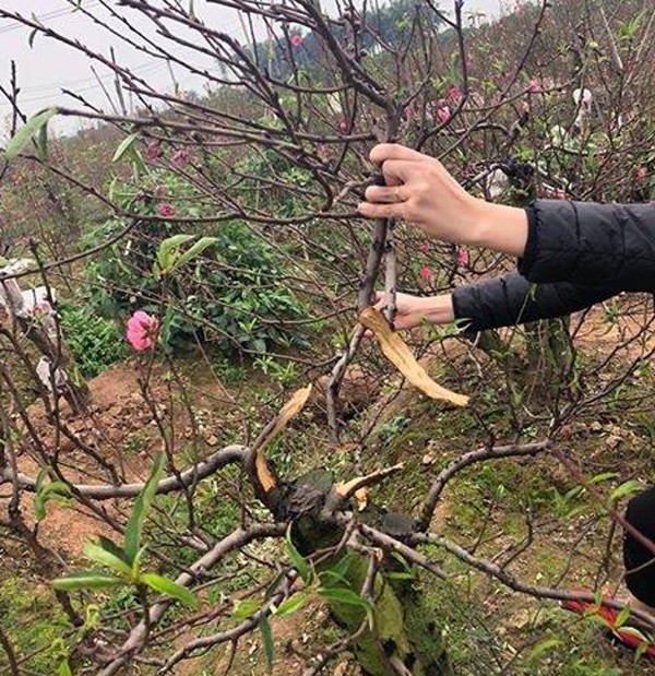 Vụ gần 150 gốc đào bị phá tại Bắc Ninh: Một nông dân uống thuốc sâu tự tử  - Ảnh 1.