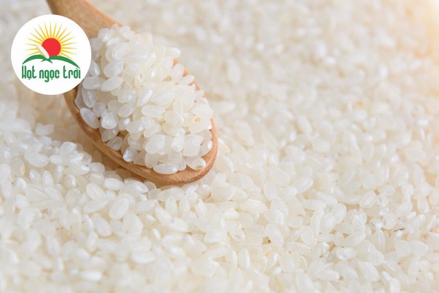 Gapajaponica gạo Việt chất Nhật - Ảnh 1.
