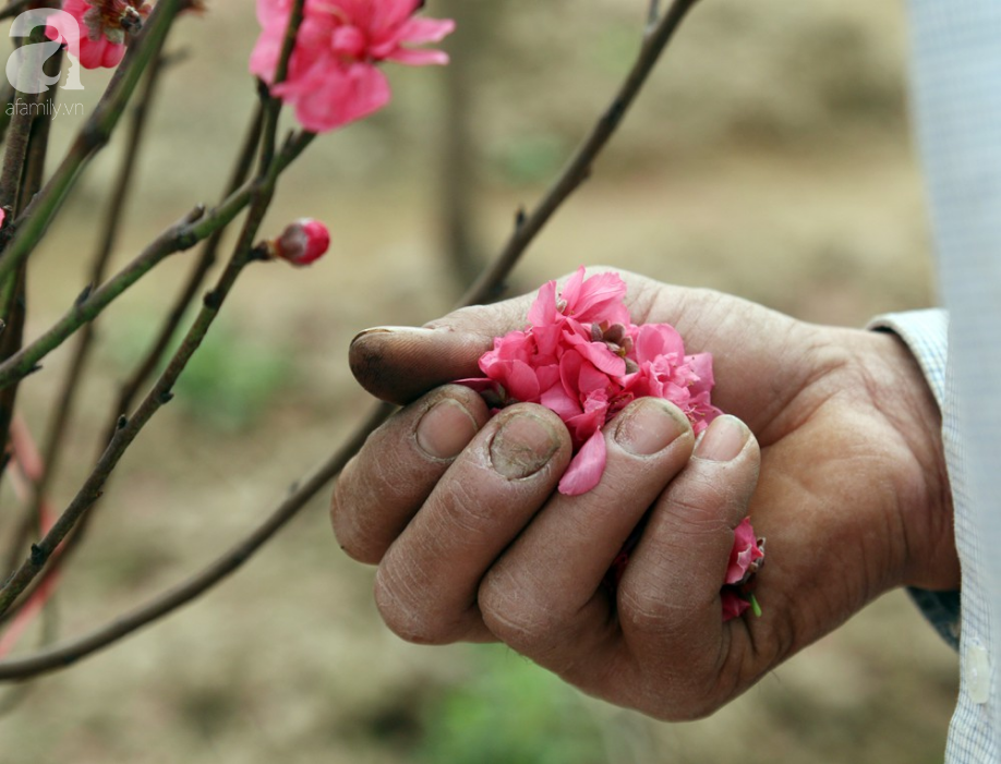 Nắng nóng bất thường sát Tết, đào Nhật Tân bung lụa khiến nông dân ngậm ngùi - Ảnh 5.