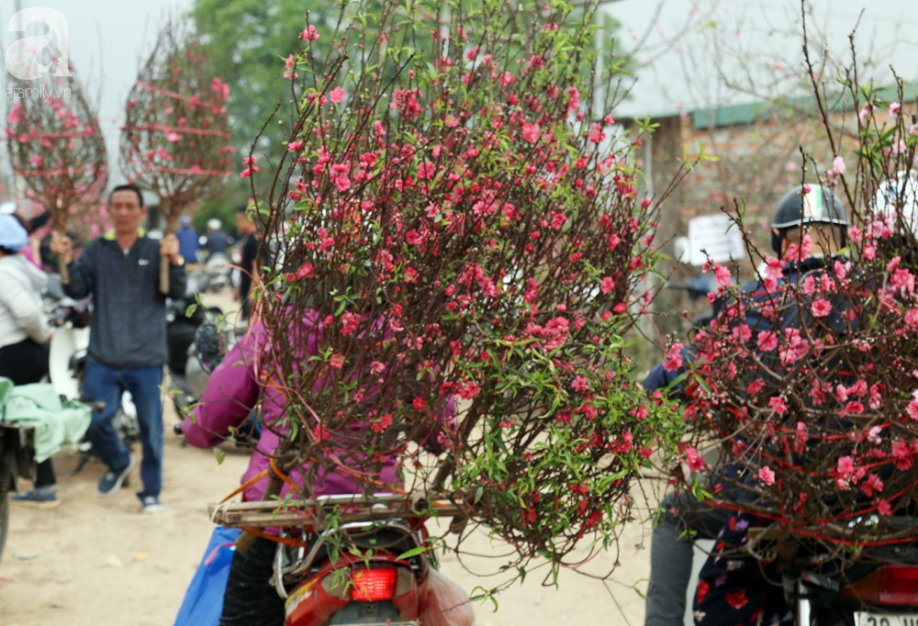 Nắng nóng bất thường sát Tết, đào Nhật Tân bung lụa khiến nông dân ngậm ngùi - Ảnh 12. Nắng nóng bất thường sát Tết, đào Nhật Tân bung lụa khiến nông dân ngậm ngùi - Ảnh 12.