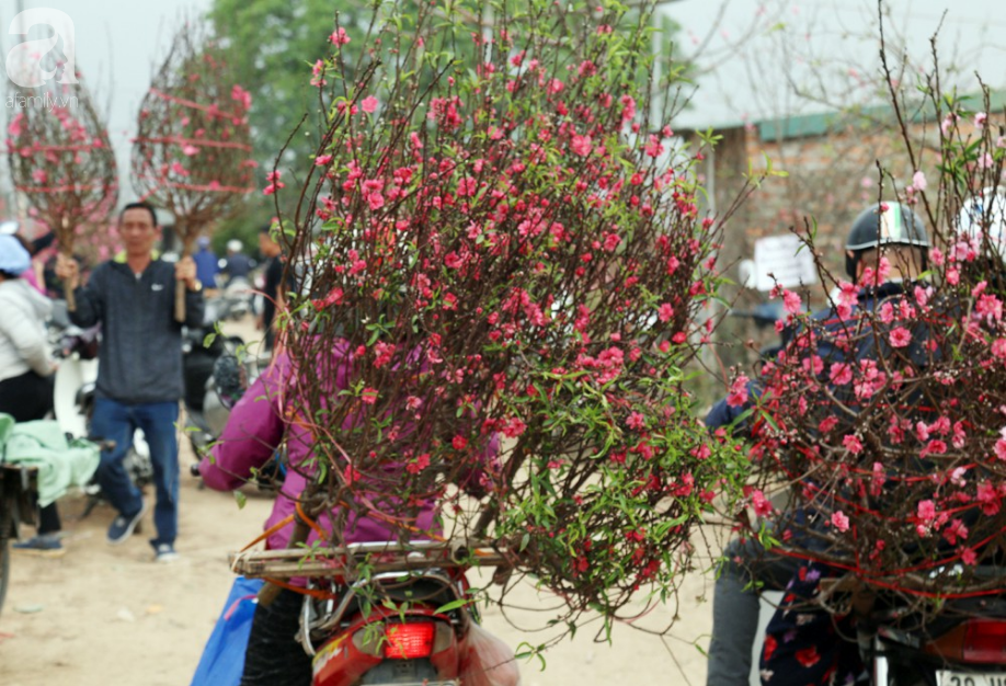 Nắng nóng bất thường sát Tết, đào Nhật Tân bung lụa khiến nông dân ngậm ngùi - Ảnh 12.