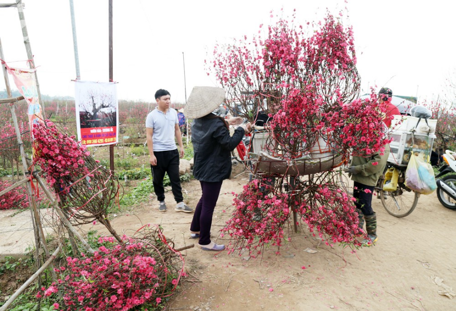 Nắng nóng bất thường sát Tết, đào Nhật Tân bung lụa khiến nông dân ngậm ngùi - Ảnh 10. Nắng nóng bất thường sát Tết, đào Nhật Tân bung lụa khiến nông dân ngậm ngùi - Ảnh 10.