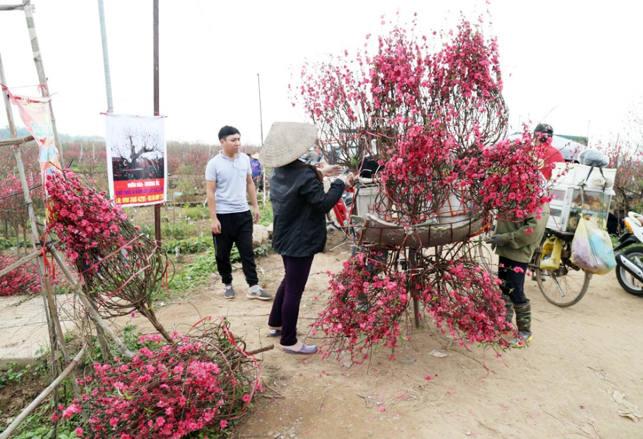 Nắng nóng bất thường sát Tết, đào Nhật Tân bung lụa khiến nông dân ngậm ngùi - Ảnh 10.