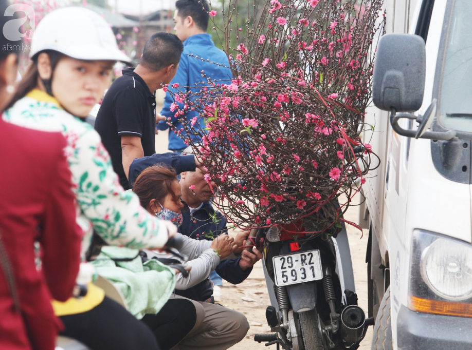 Nắng nóng bất thường sát Tết, đào Nhật Tân bung lụa khiến nông dân ngậm ngùi - Ảnh 13. Nắng nóng bất thường sát Tết, đào Nhật Tân bung lụa khiến nông dân ngậm ngùi - Ảnh 13.