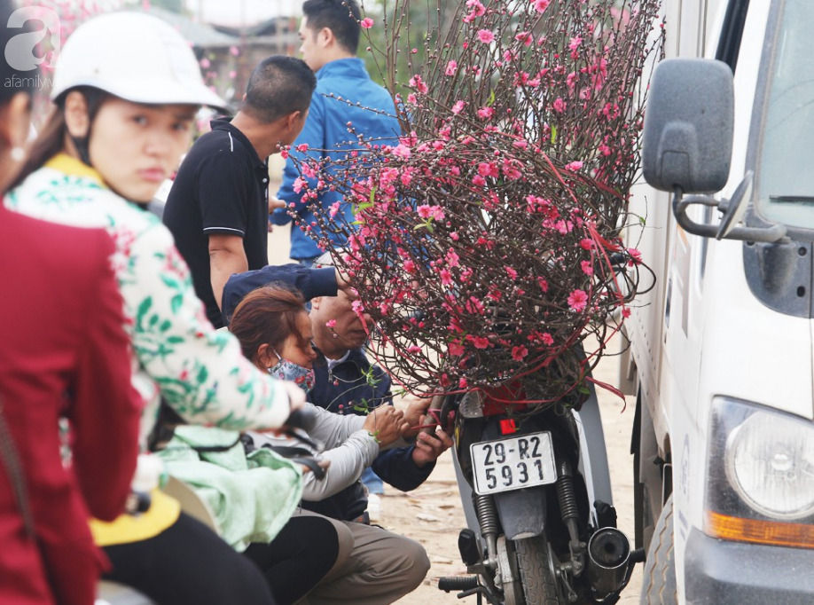 Nắng nóng bất thường sát Tết, đào Nhật Tân bung lụa khiến nông dân ngậm ngùi - Ảnh 13.