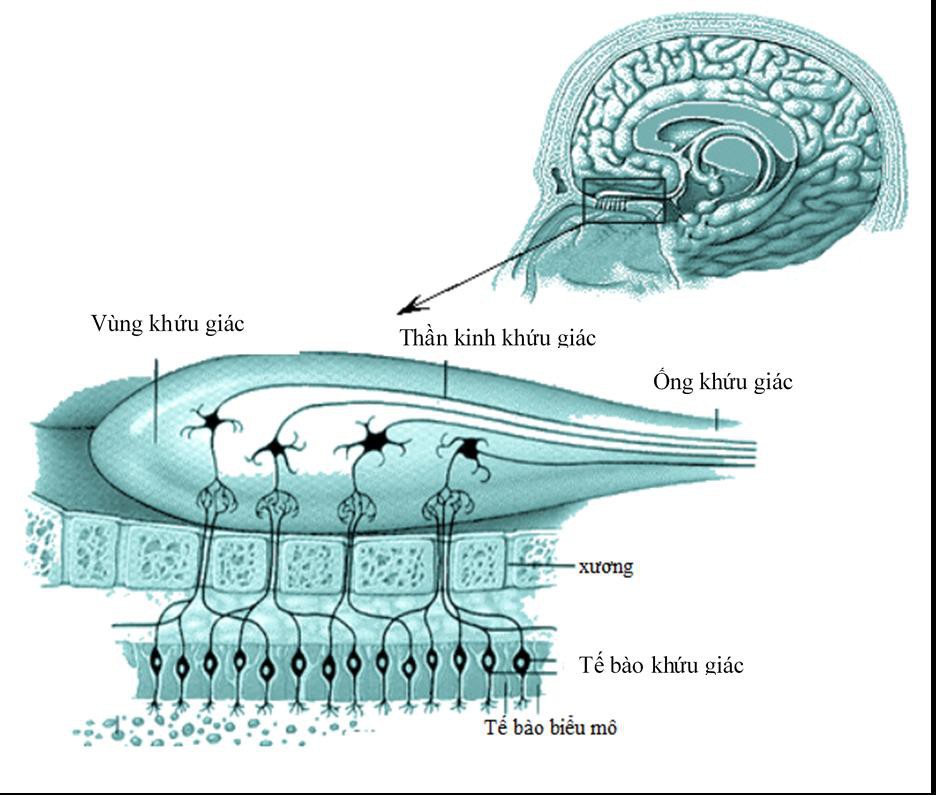 Chất lượng không khí đang báo động, nhà khoa học cảnh báo các loại bệnh do ô nhiễm bụi - Ảnh 11.