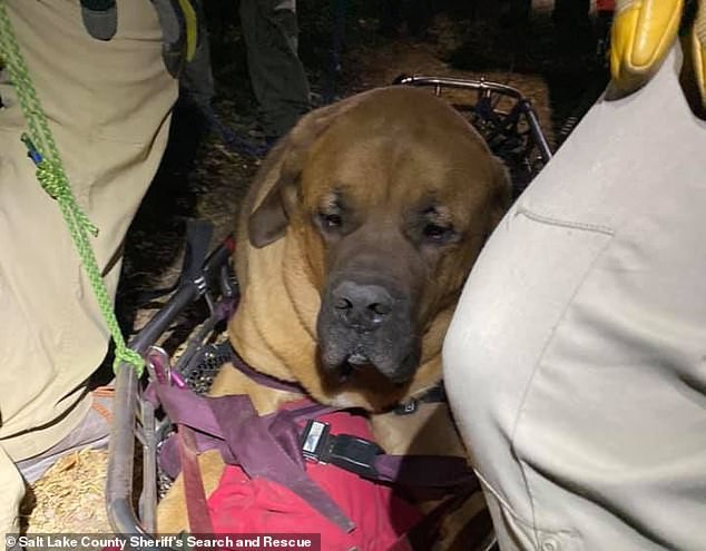 Chú chó nặng 86kg được nhân viên cứu hộ khiêng xuống núi vì xụi lơ không bước nổi - Ảnh 3.